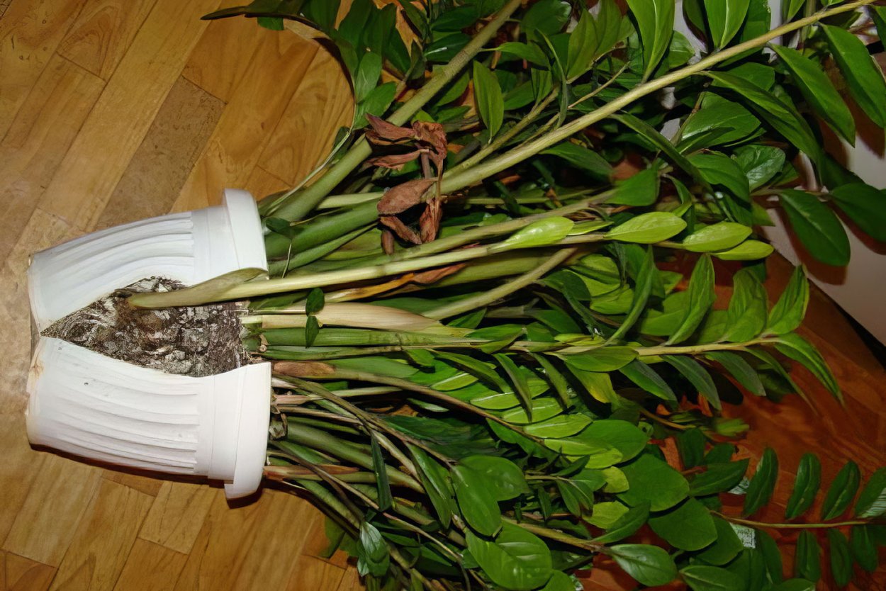 Черенкуем замиокулькас