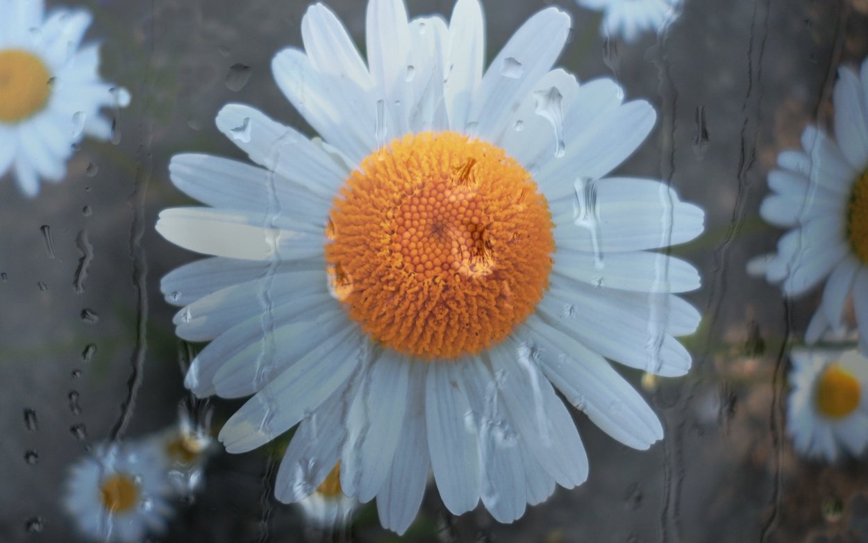 Александр Желонкин картины