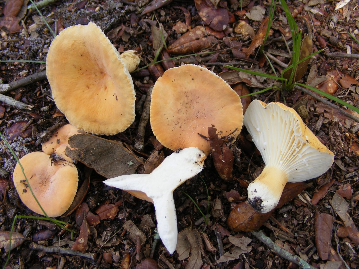 Млечник закопченный