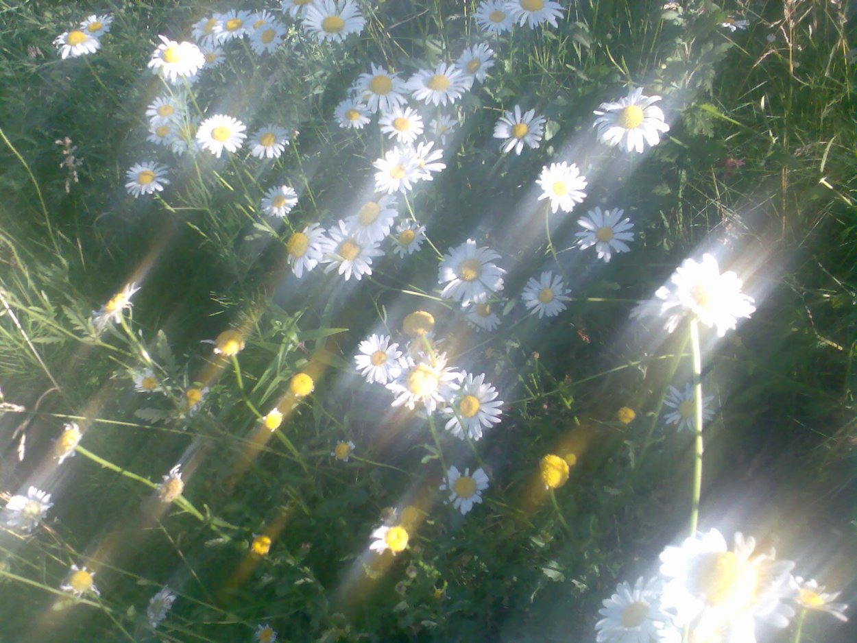 Цветы дождя