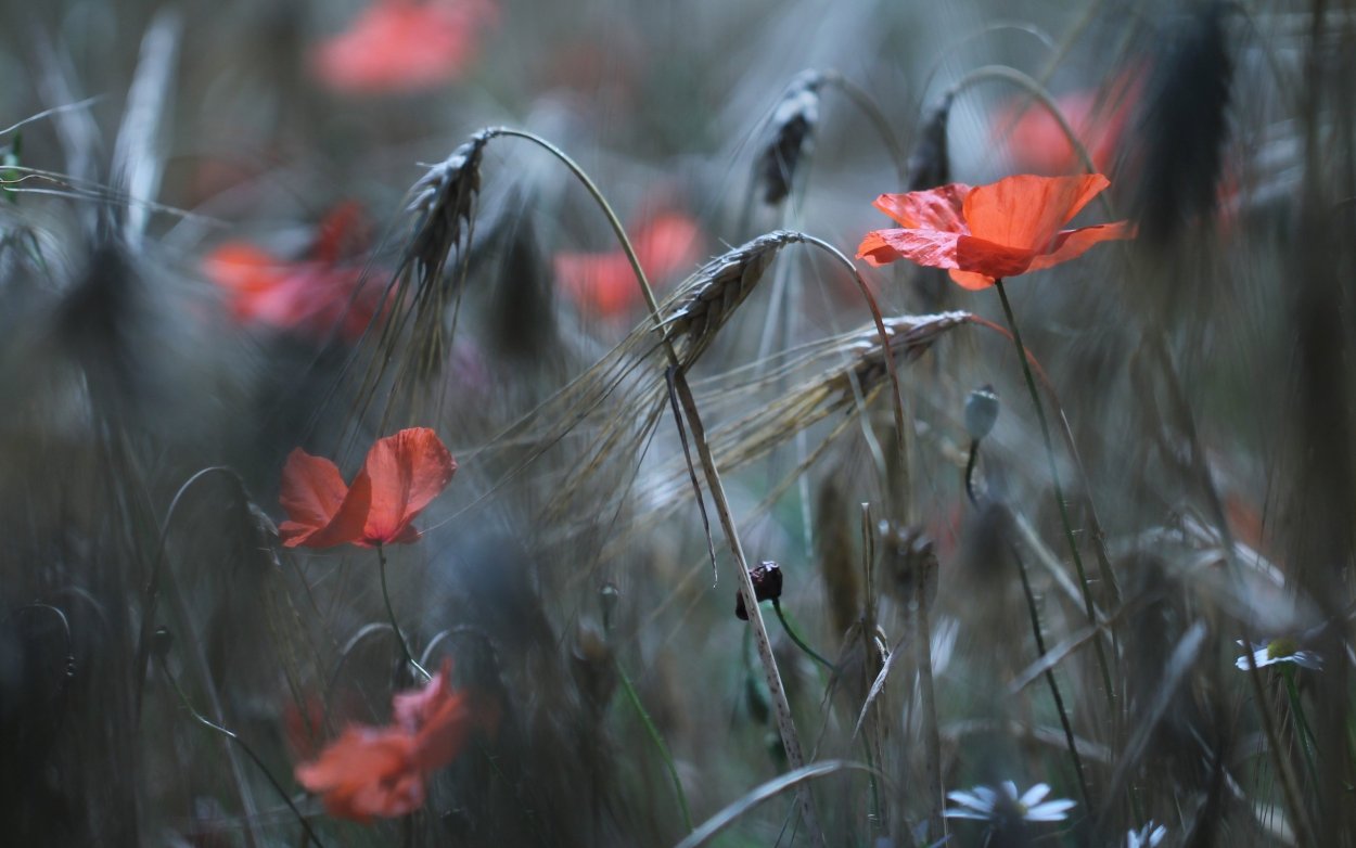 Цветы дождя