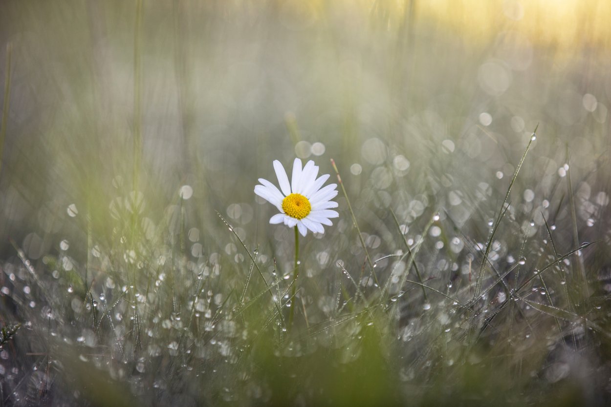 Ромашки и дождь
