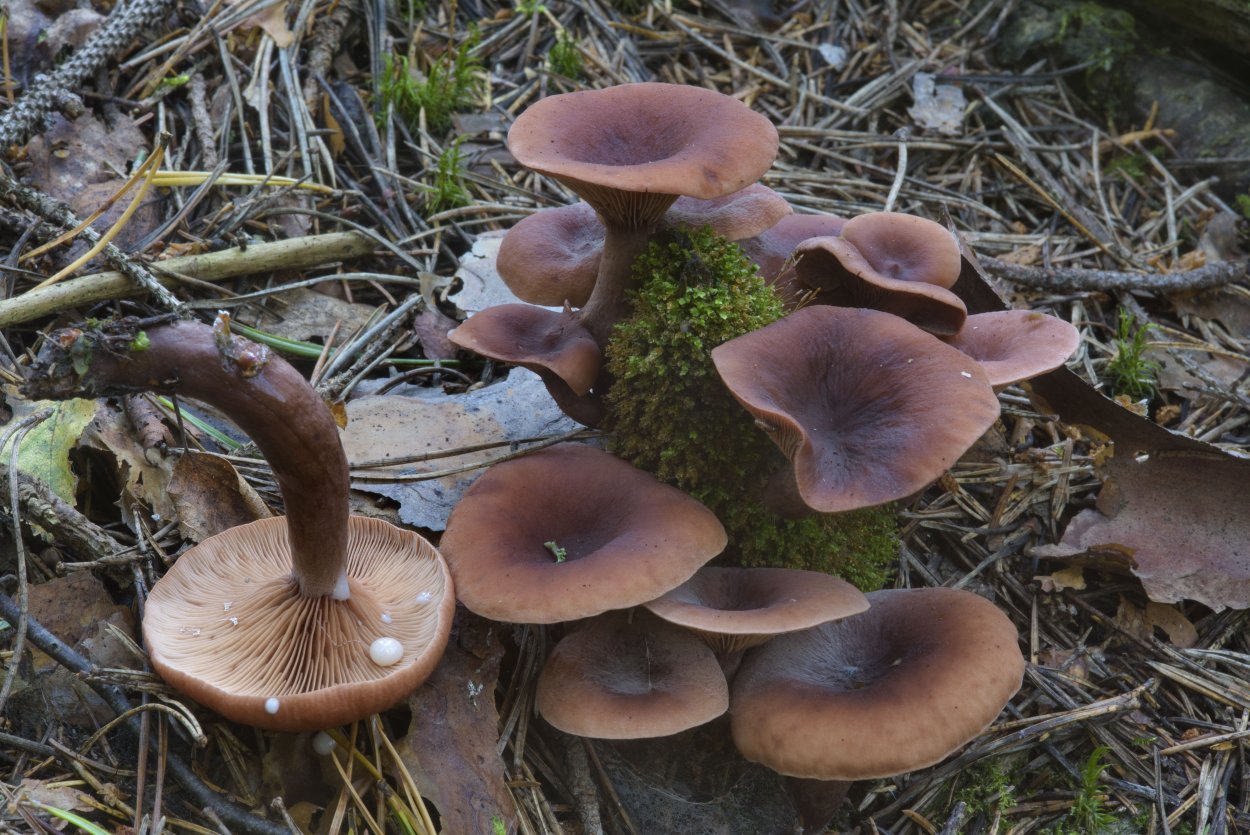 Опята в Сибири