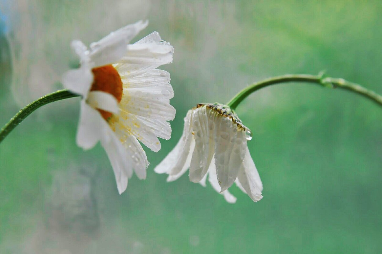 Ромашки в лучах солнца