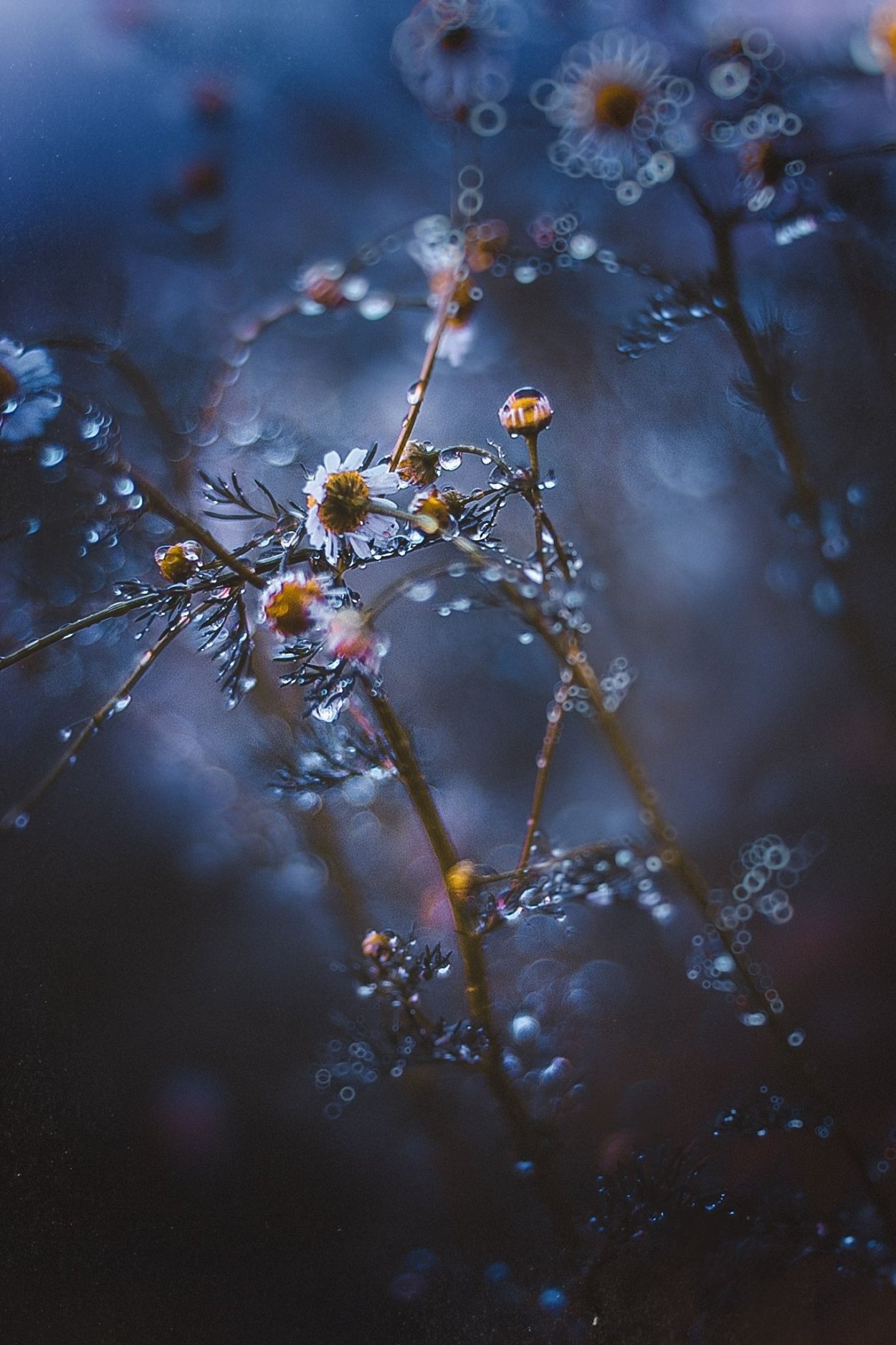 Летний дождь в поле