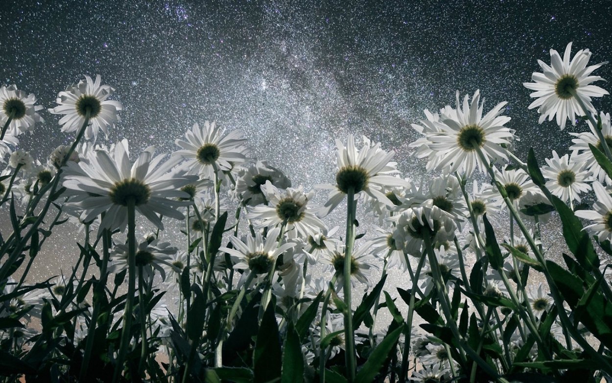 Поле с цветами Эстетика