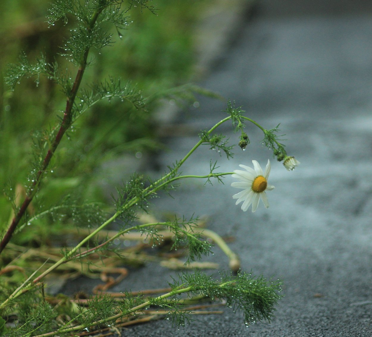 Дождь из ромашек