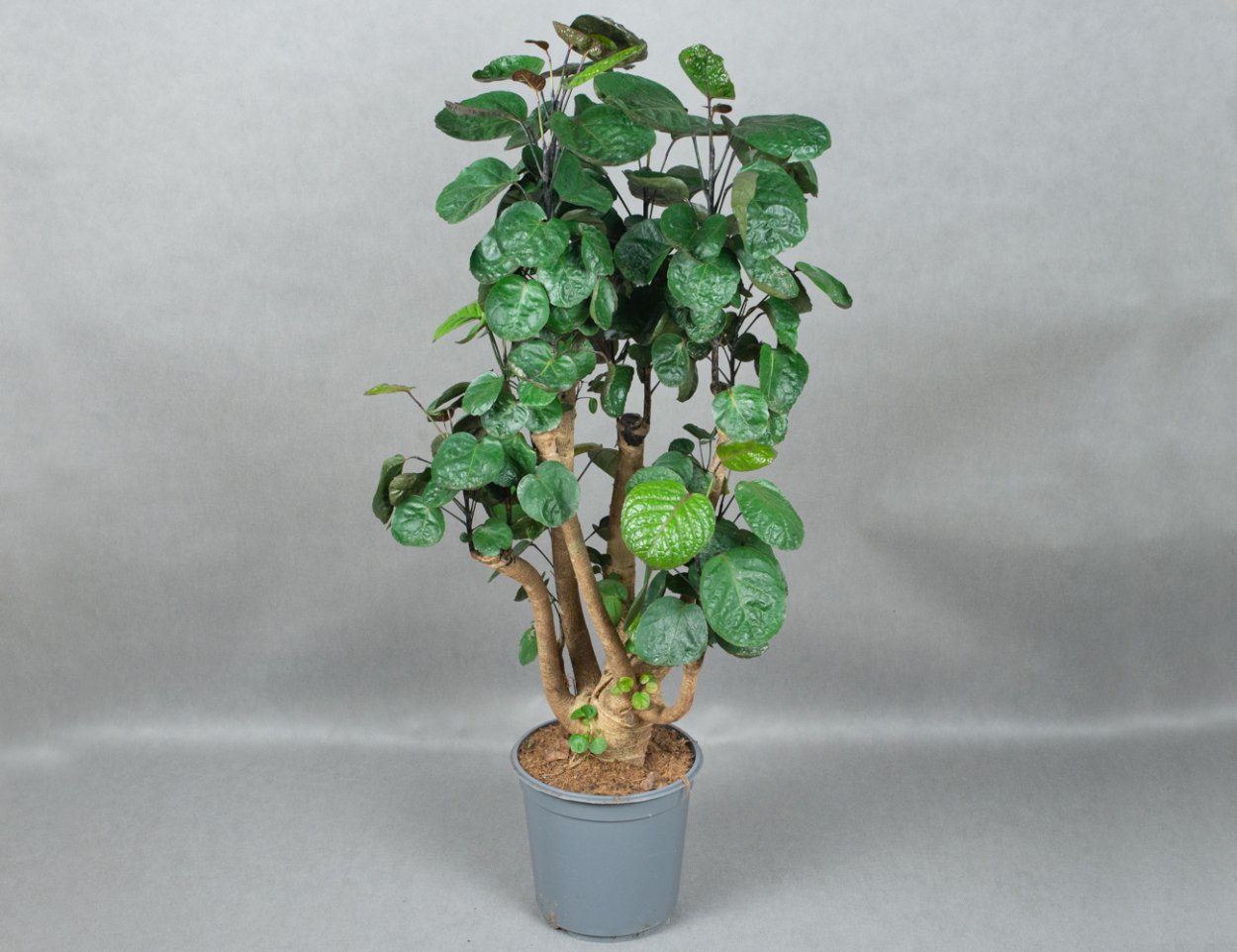 Полисциас Аралия