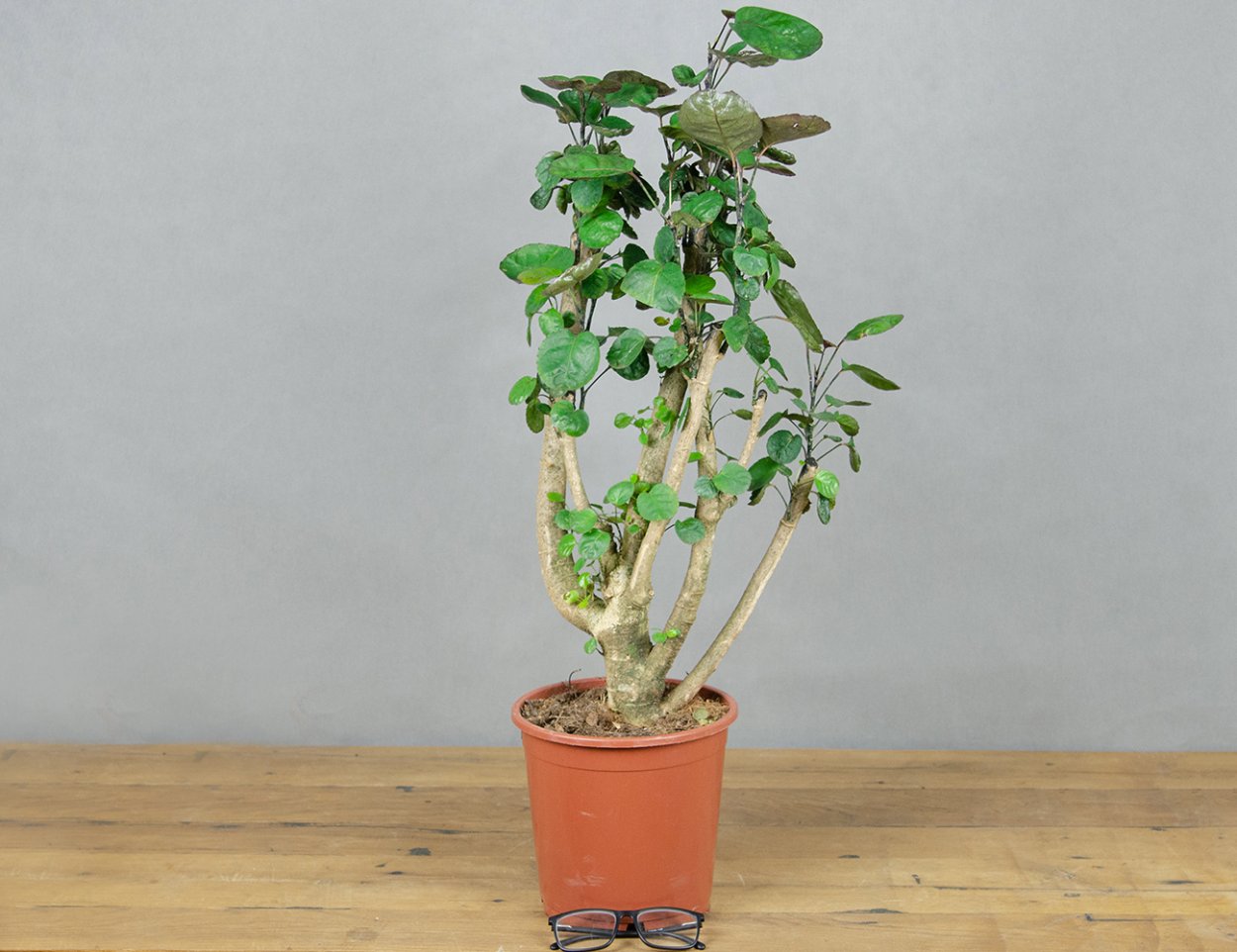 Полисциас Фабиан (90см)