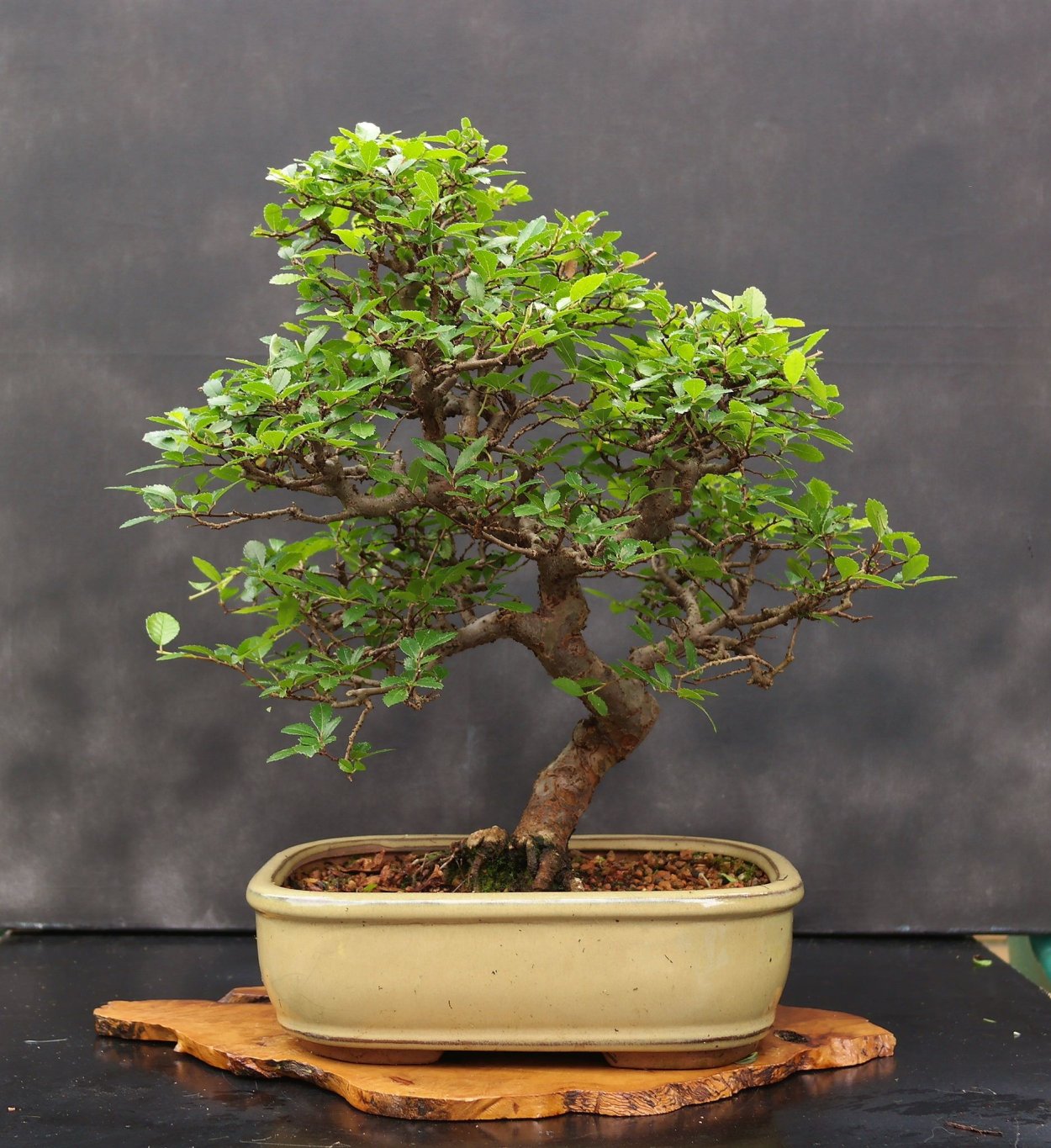 Герань Candy Dancer