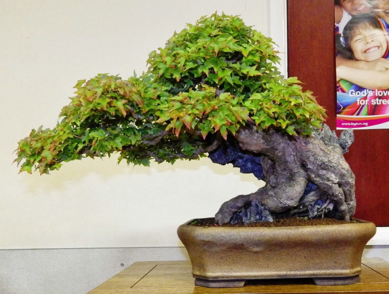 Полисциас Фабиан (90см)