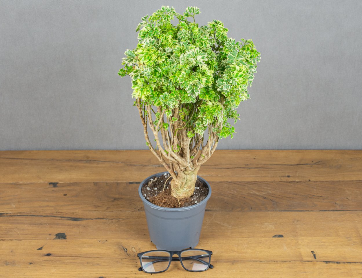 Полисциас курчавый