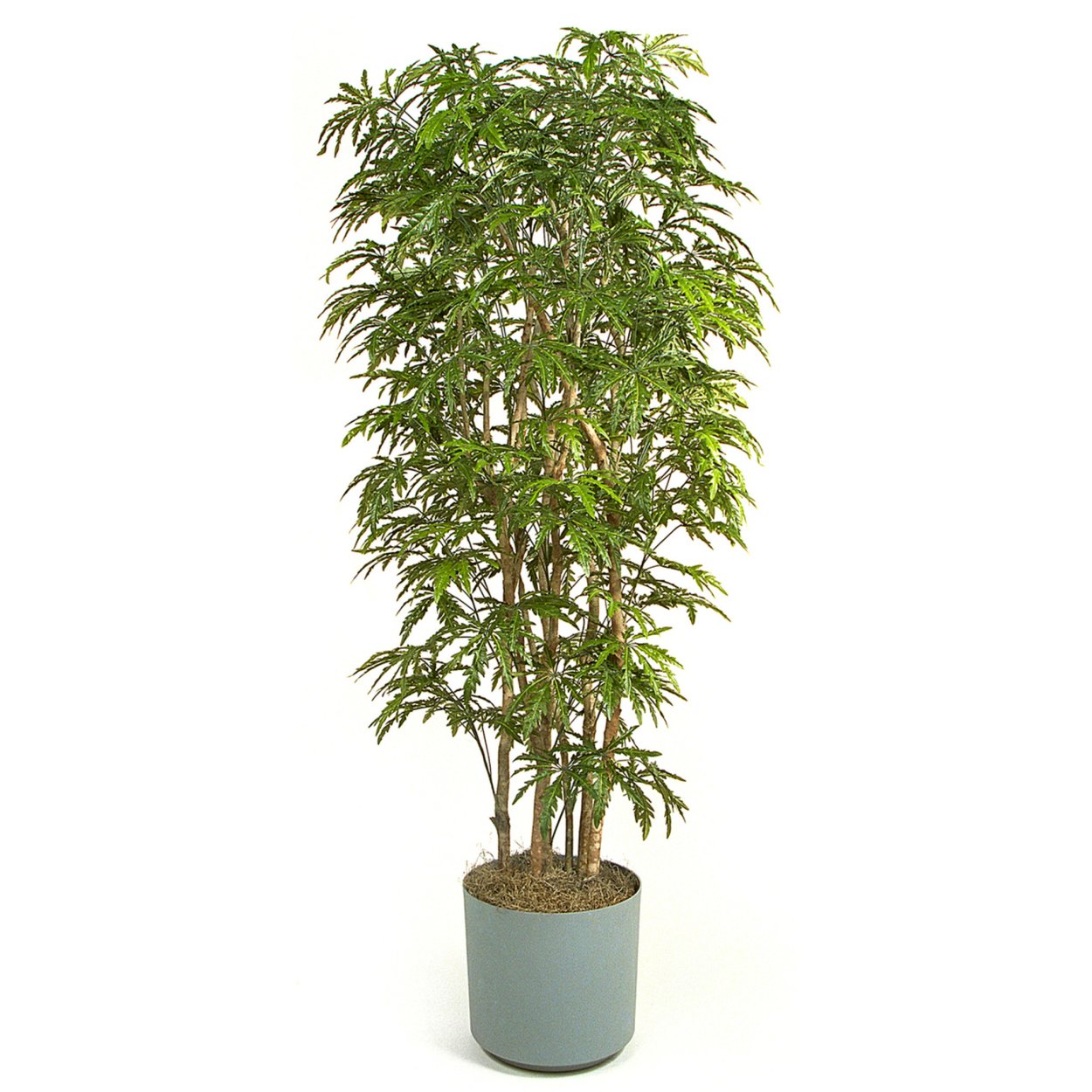 Дерево бонсай в саду с красными цветами