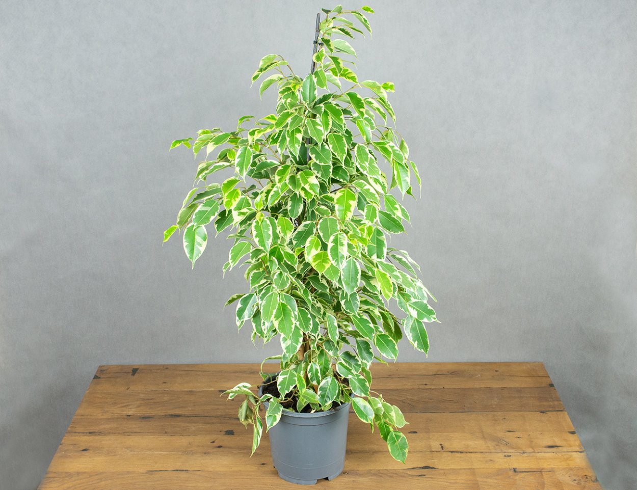 Лавр бонсай