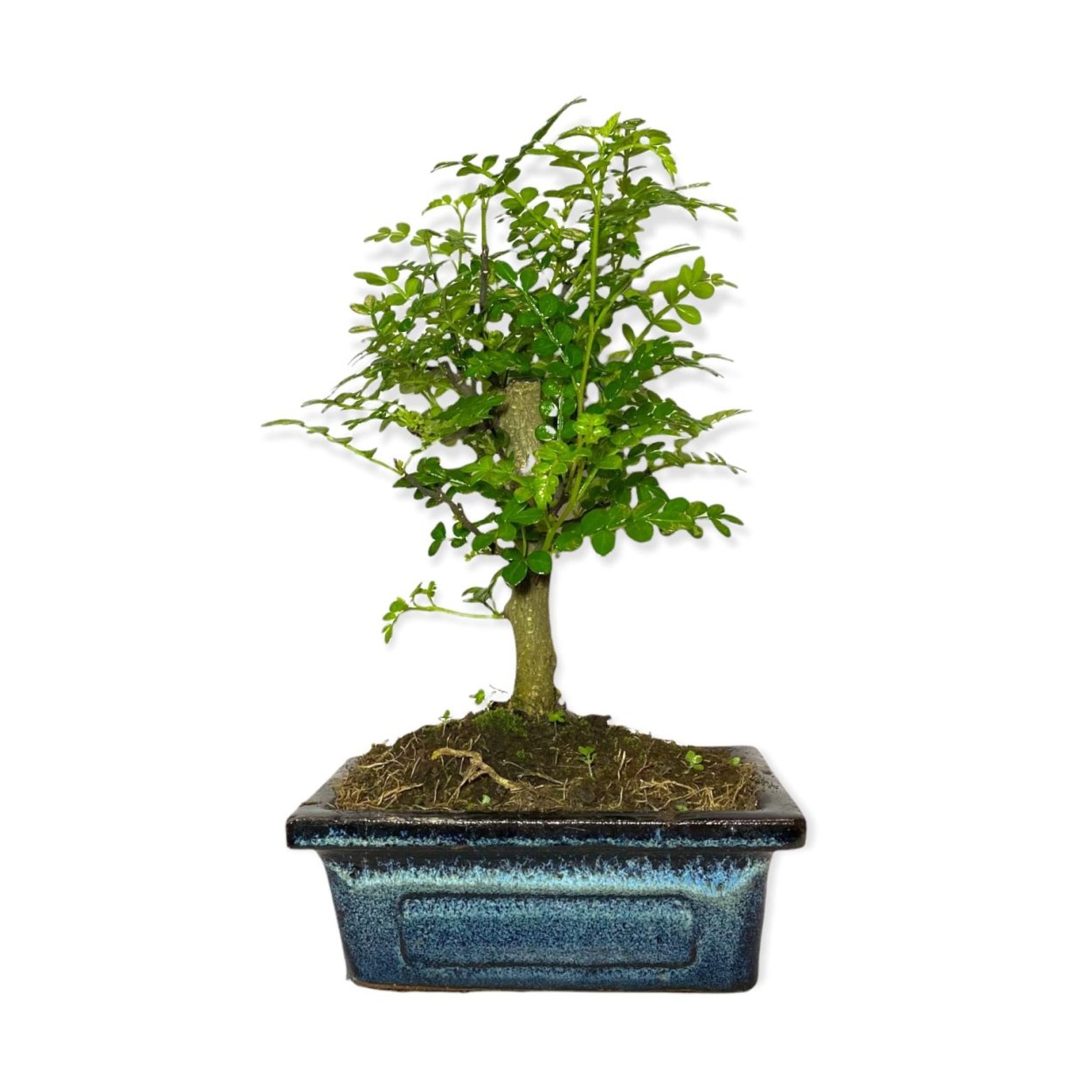 Полисциас Гавайи минг бонсай