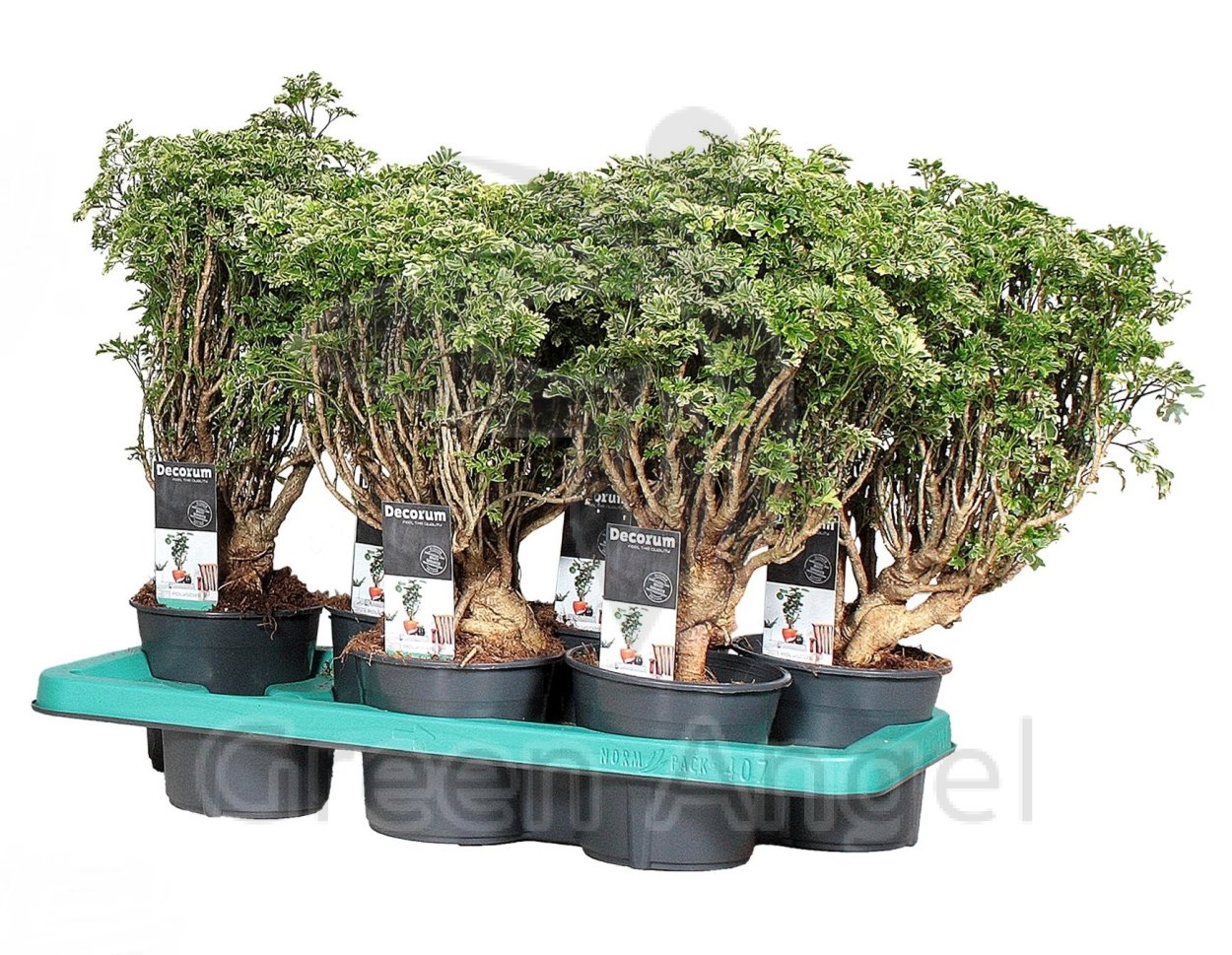 Полисциас микс