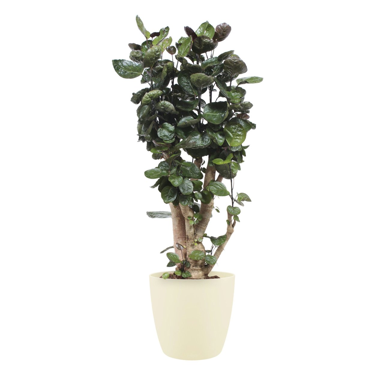 Полисциас бонсай