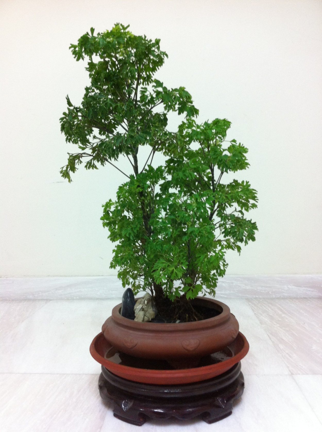 Polyscias Fabian Bonsai