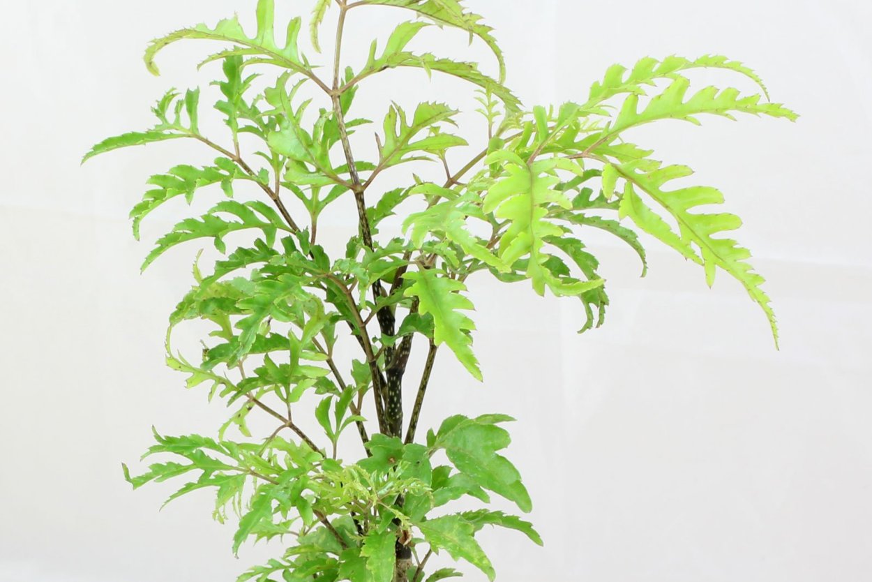 Тотем для растений