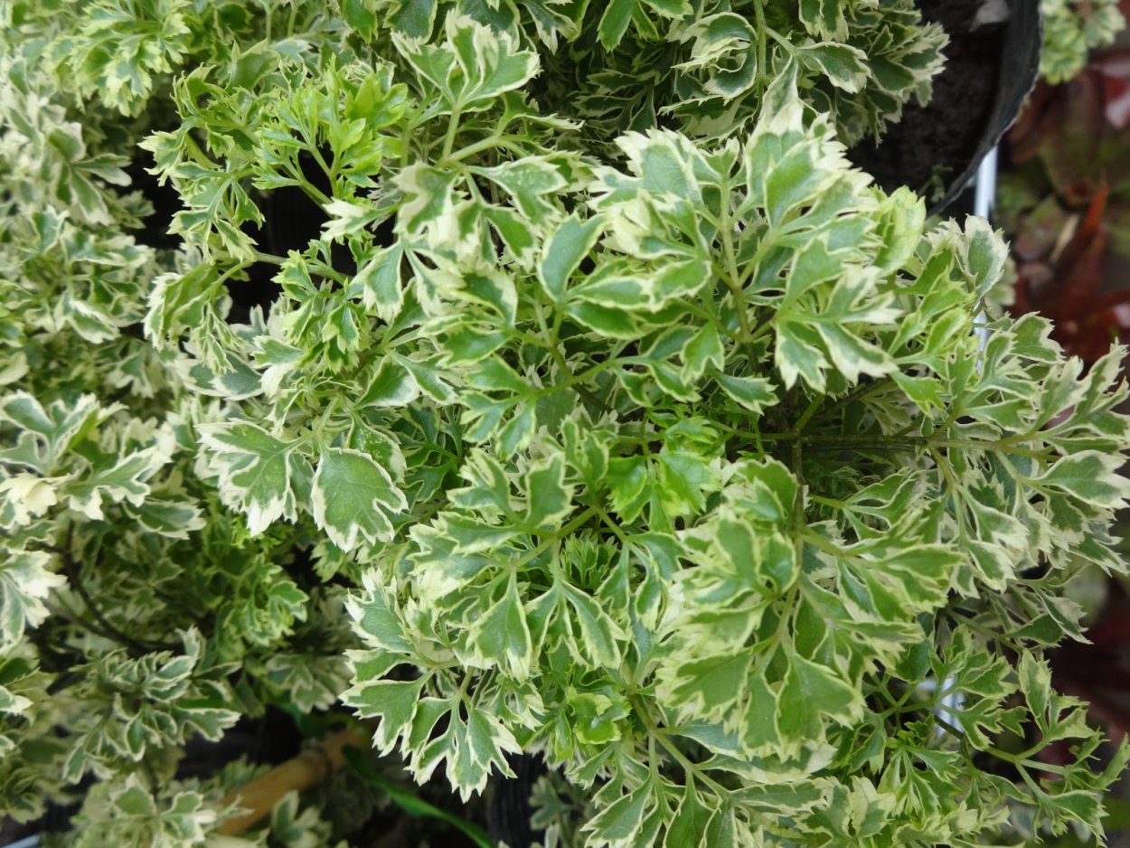 Полисциас РОБЛ d24 h120