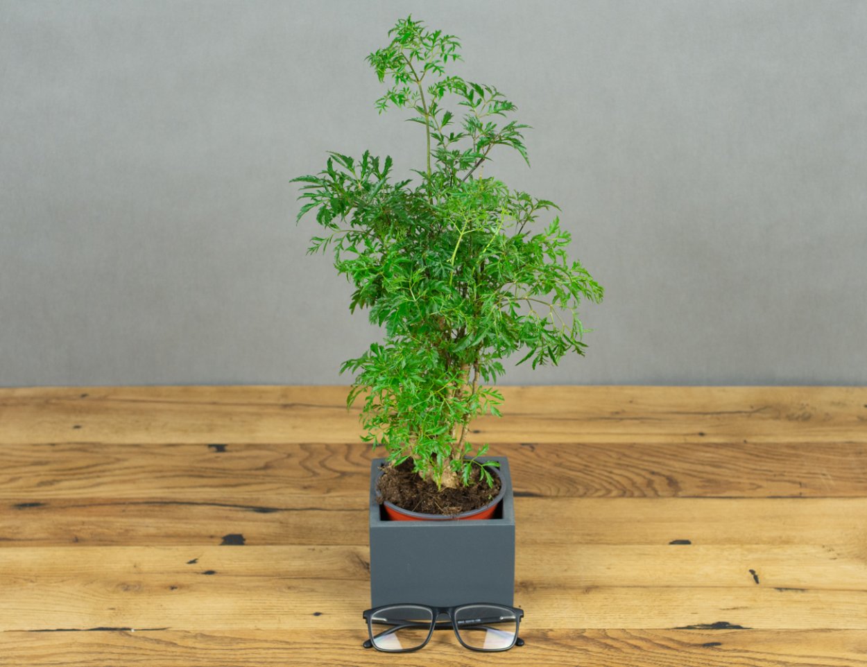 Полисциас Scutellaria