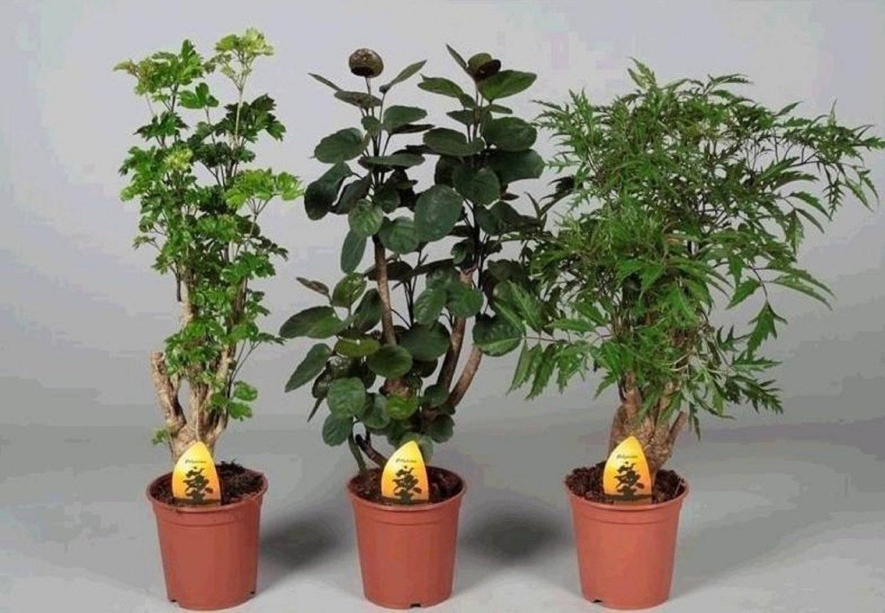 Фикус Голден Кинг 50 см