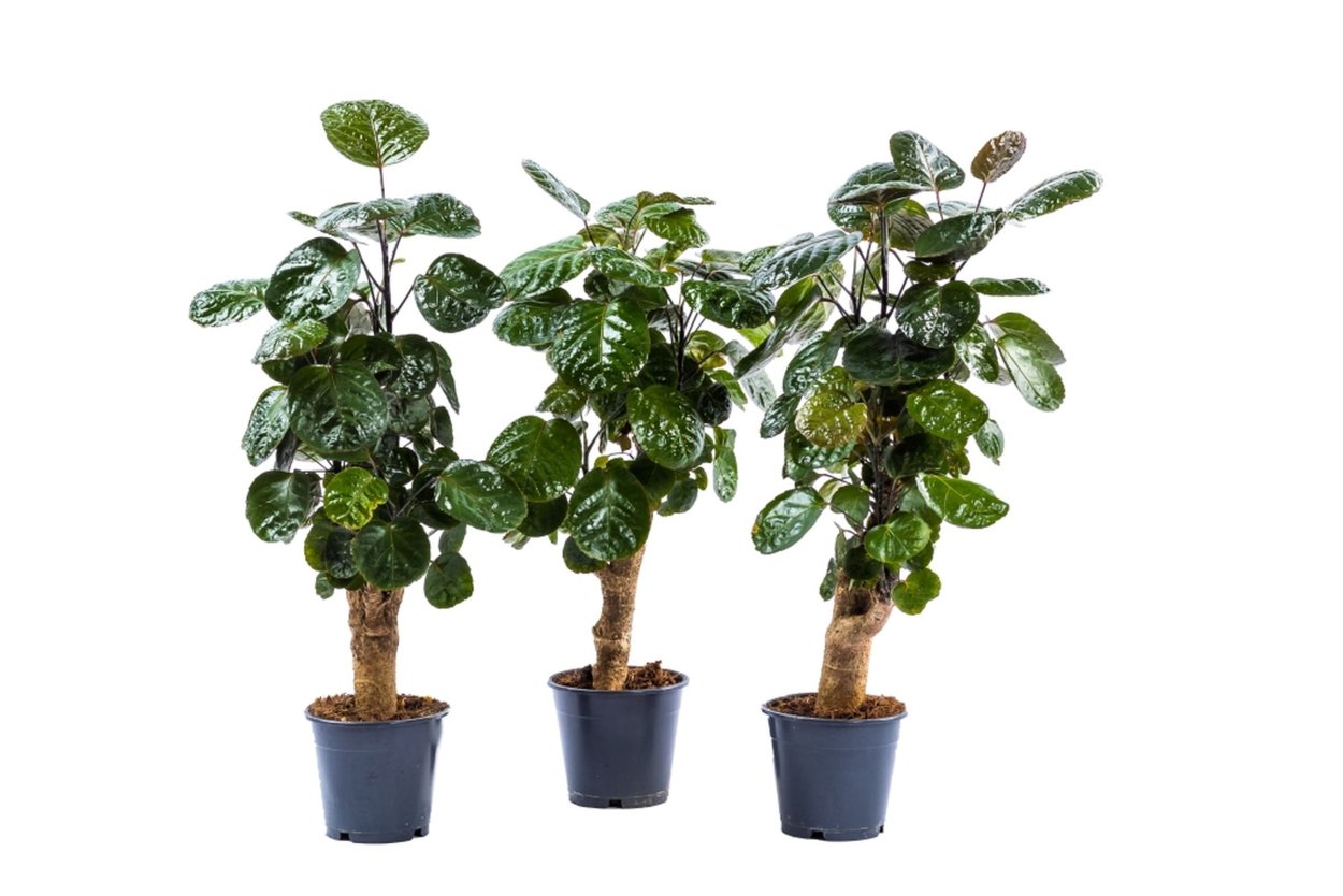 Полисциас Гавайи минг