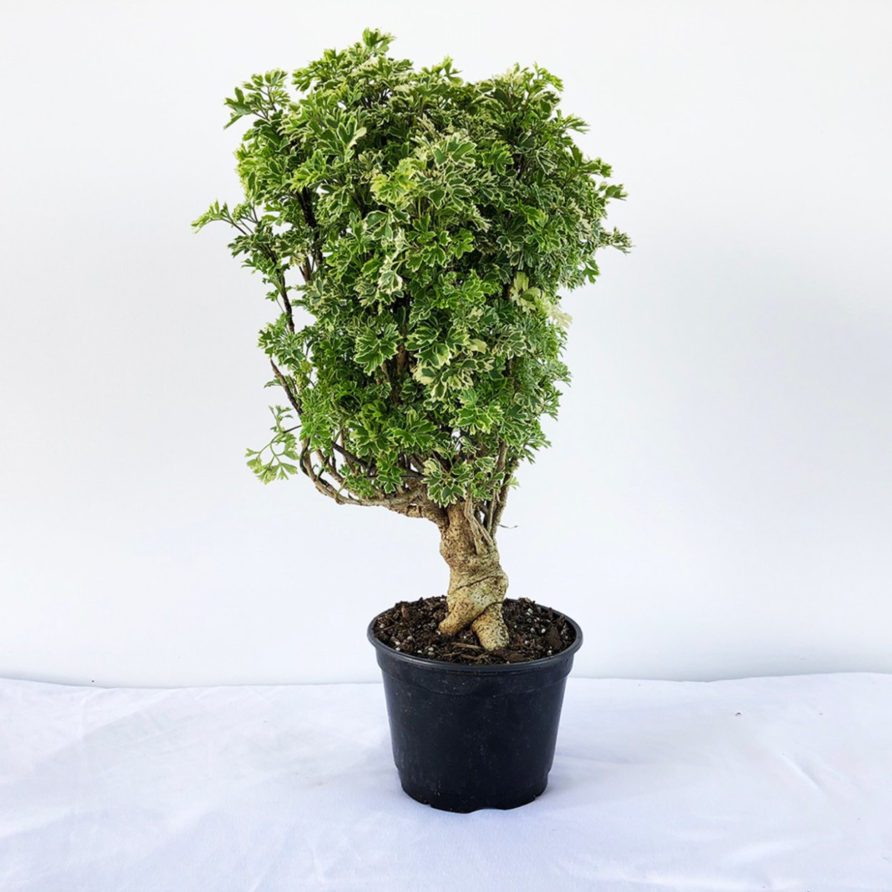 Полисциас Вайт клон