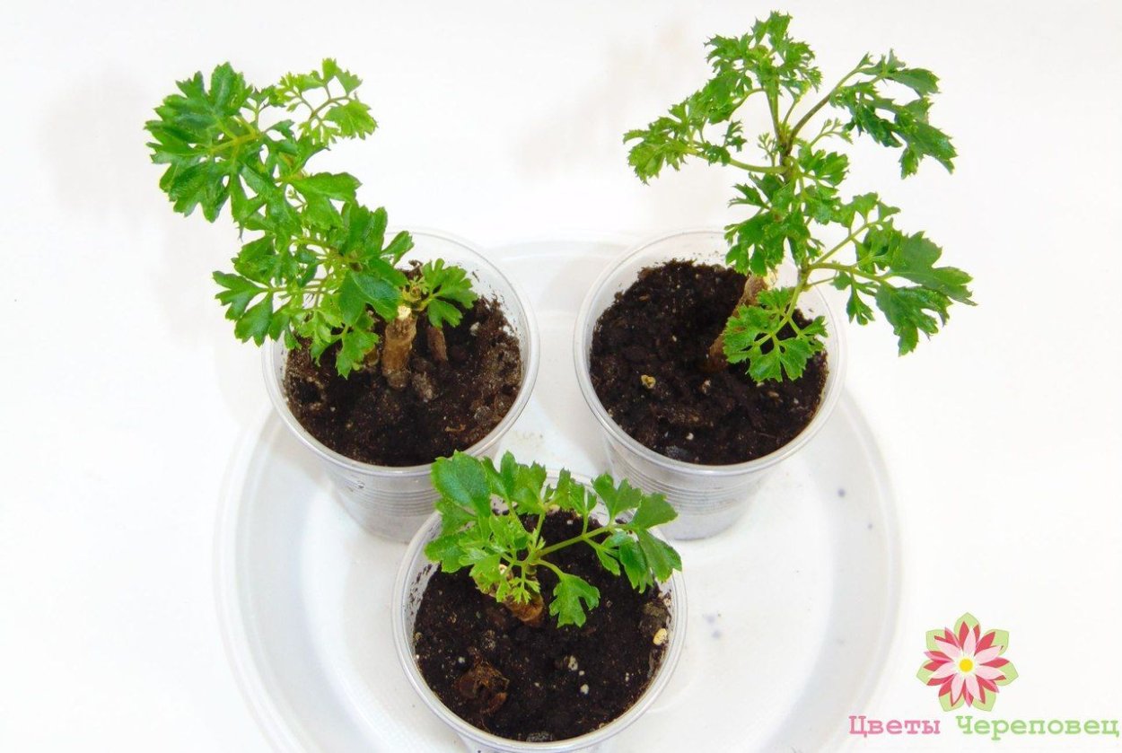 Полисциас botryopanax ayresii