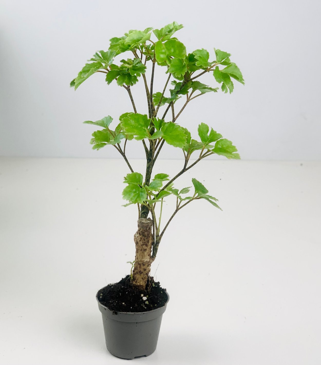 Толстянка денежное бонсай