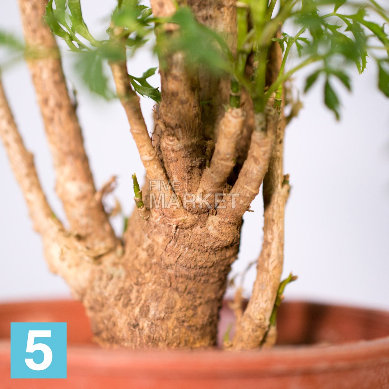 Полисциас шлемовидный (polyscias Scutellaria)