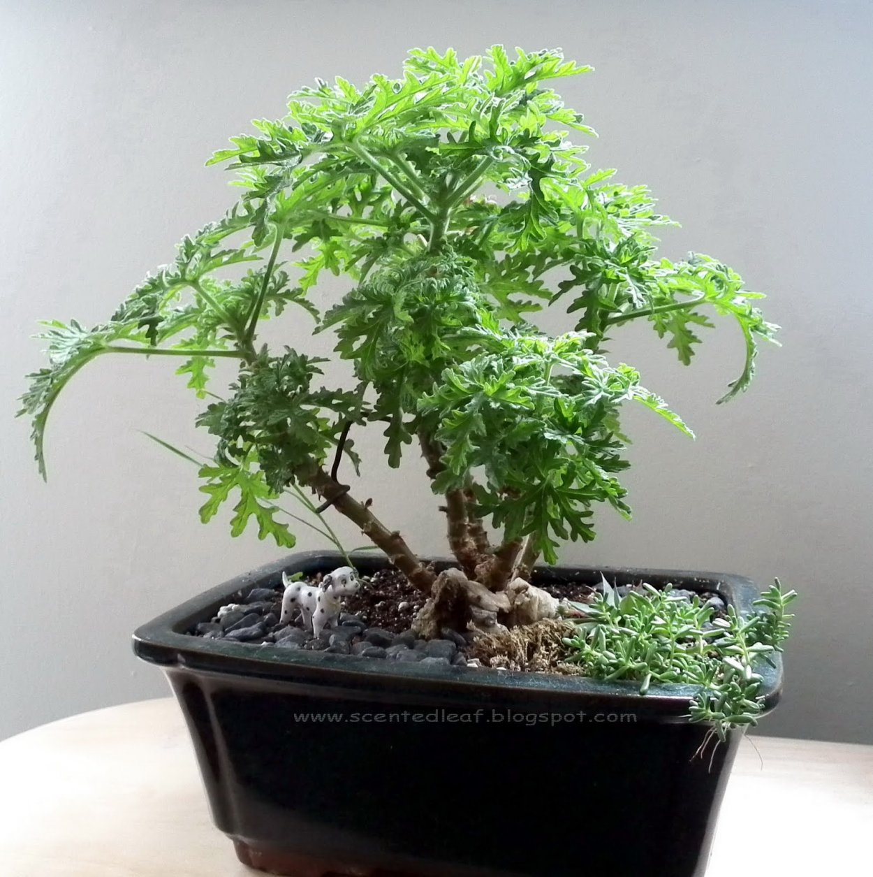 Полисциас корневая система