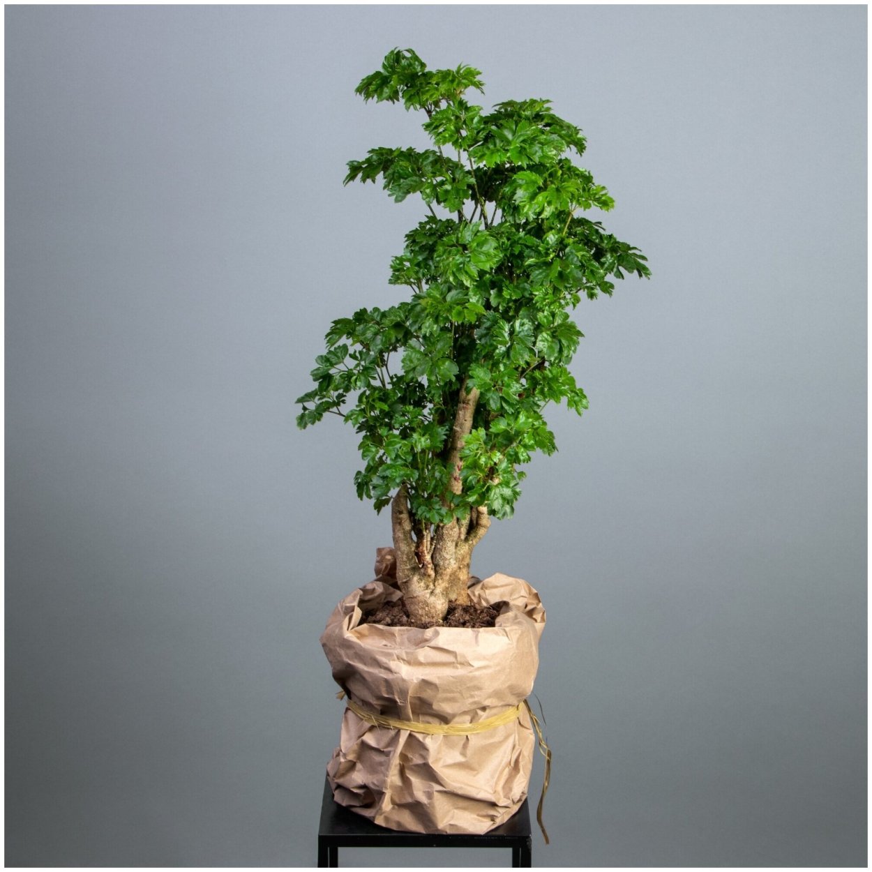 Полисциас в интерьере