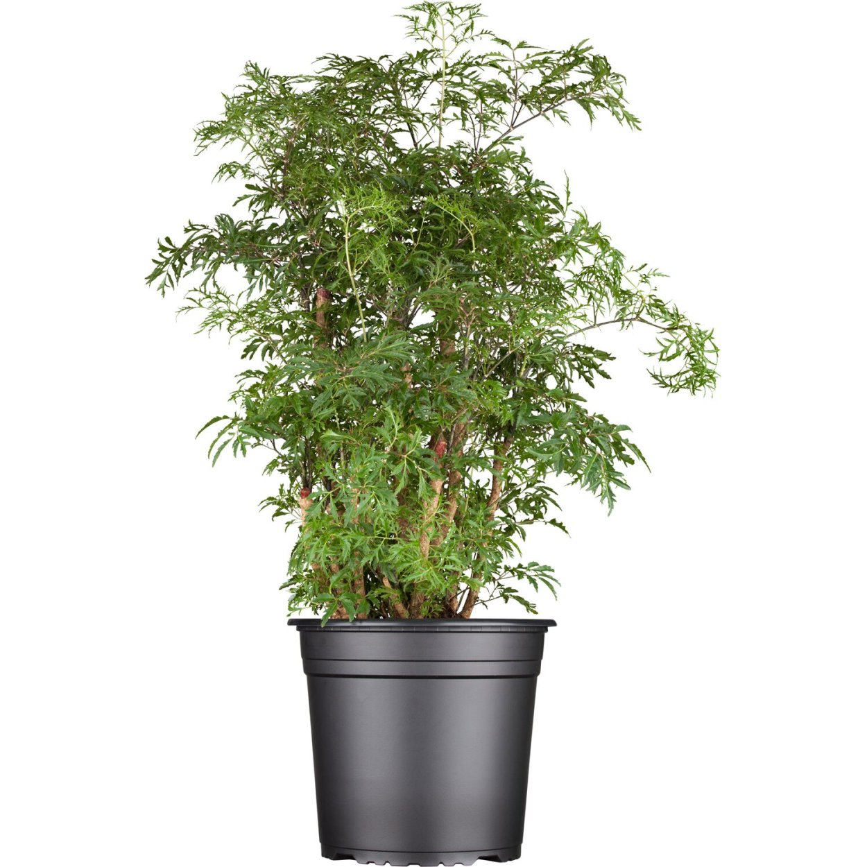 Полисциас Фабиан бонсай