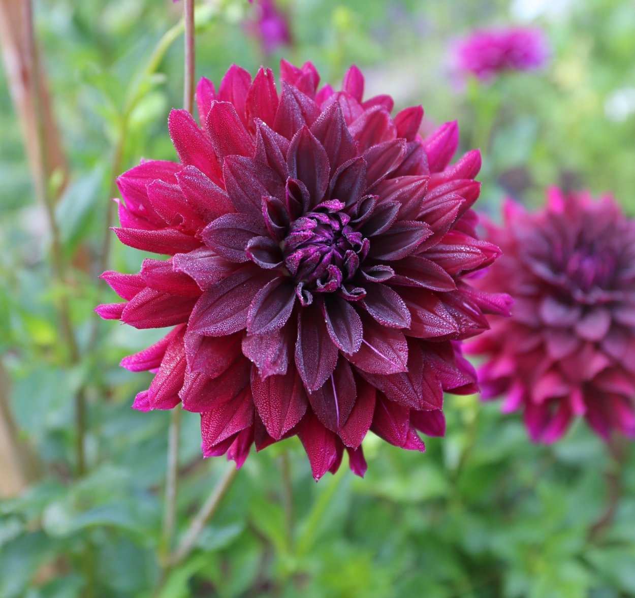 Георгина Джоманда