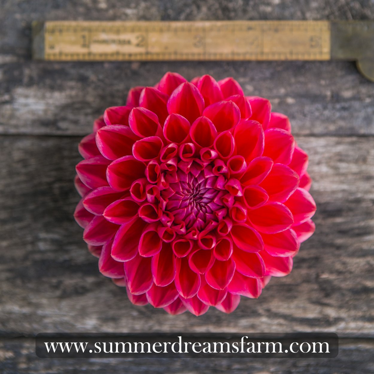 Георгины многолетние