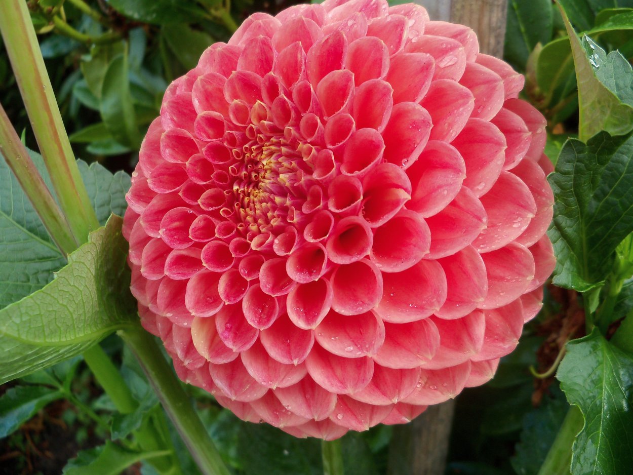 Георгина Темпест