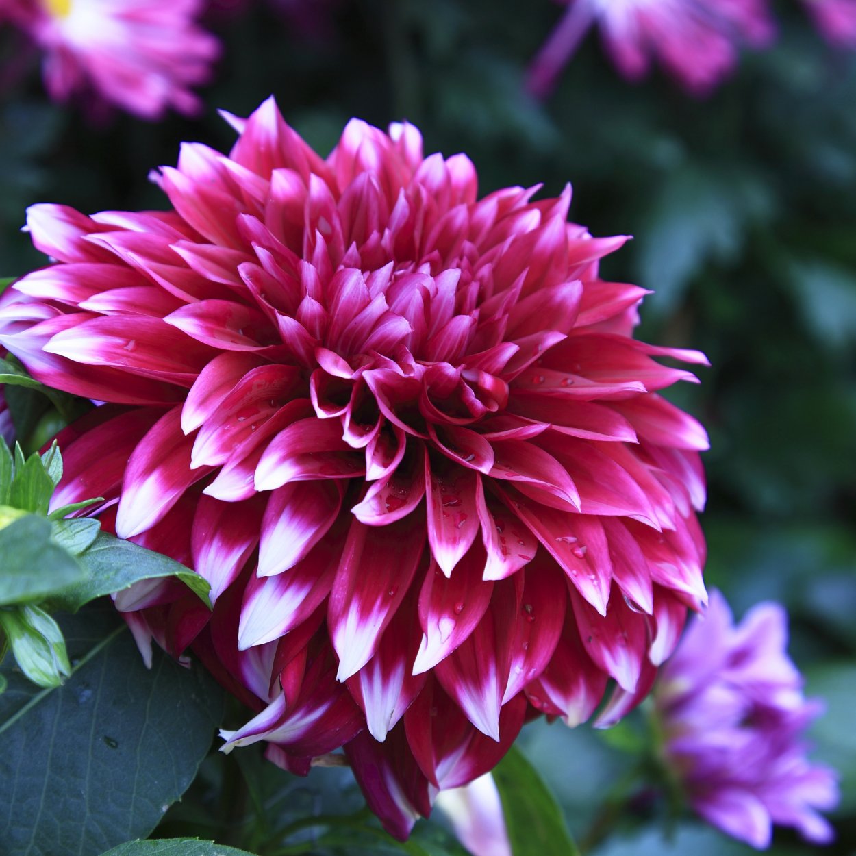 Георгина Peaches & Cream