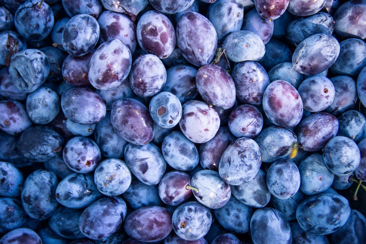 Голубика обыкновенная Лесная