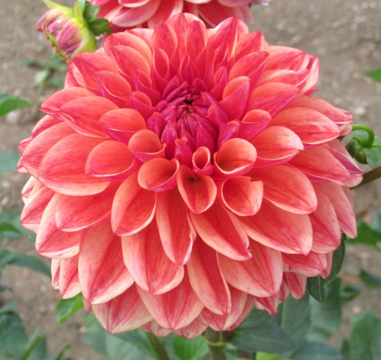 Георгина Темпест