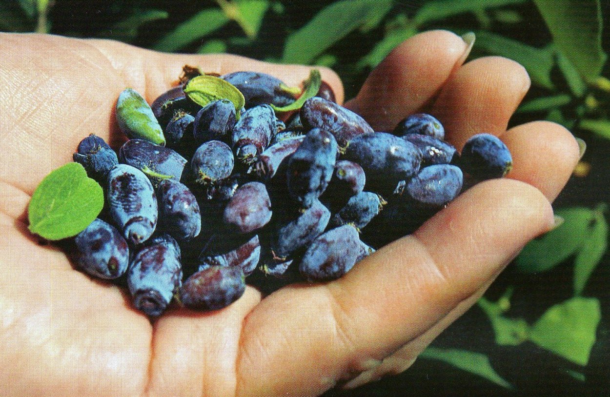 Тортик с черникой