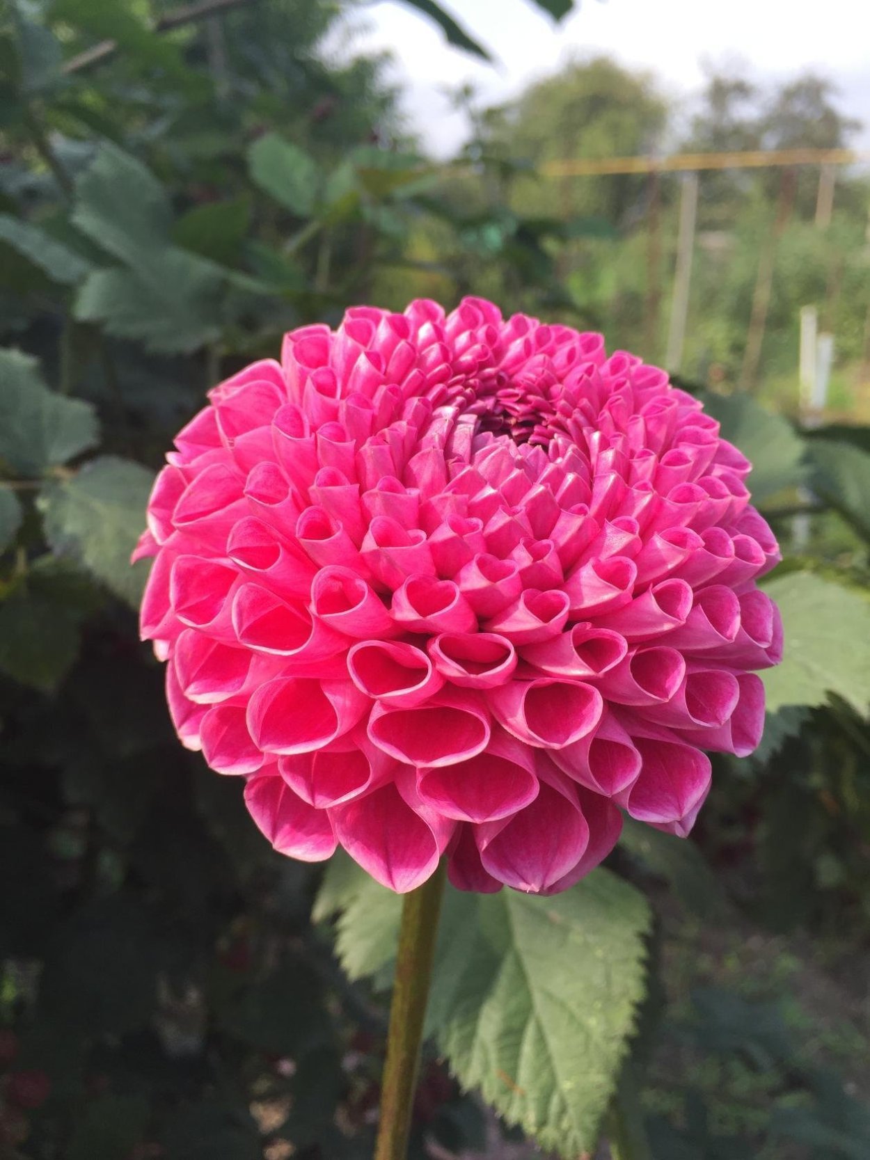 Георгины Темпест