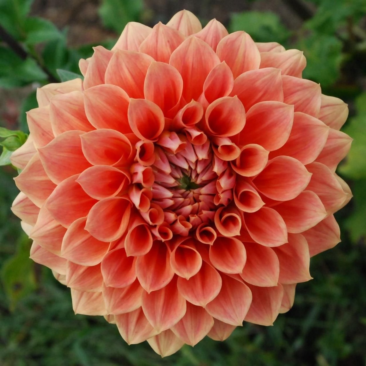 Георгина Бальтазар