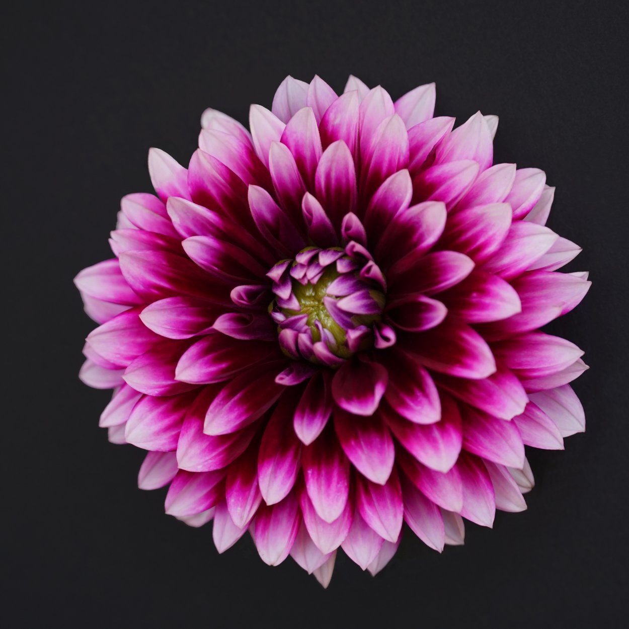 Георгины клубневые