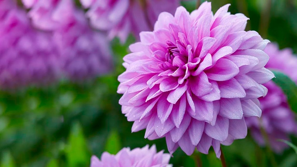 Королевский георгин