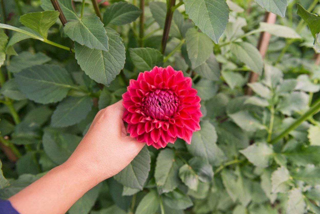 Dahlia Темпест