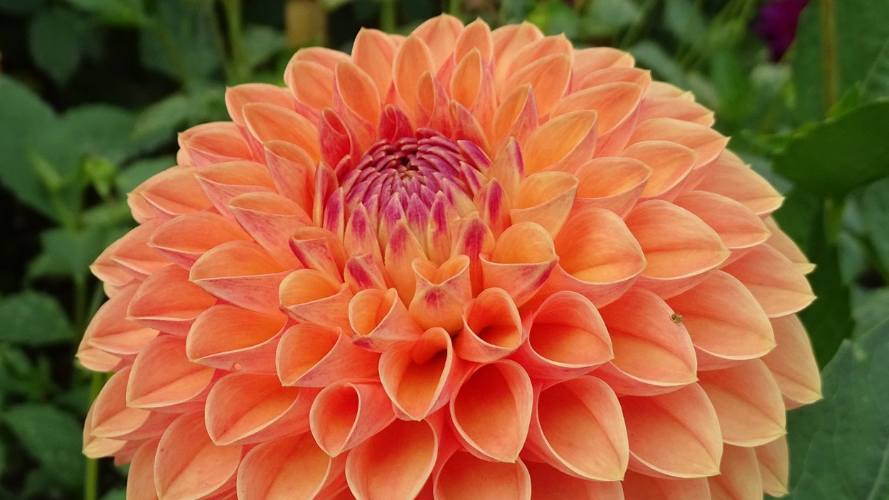 Георгина Менорка