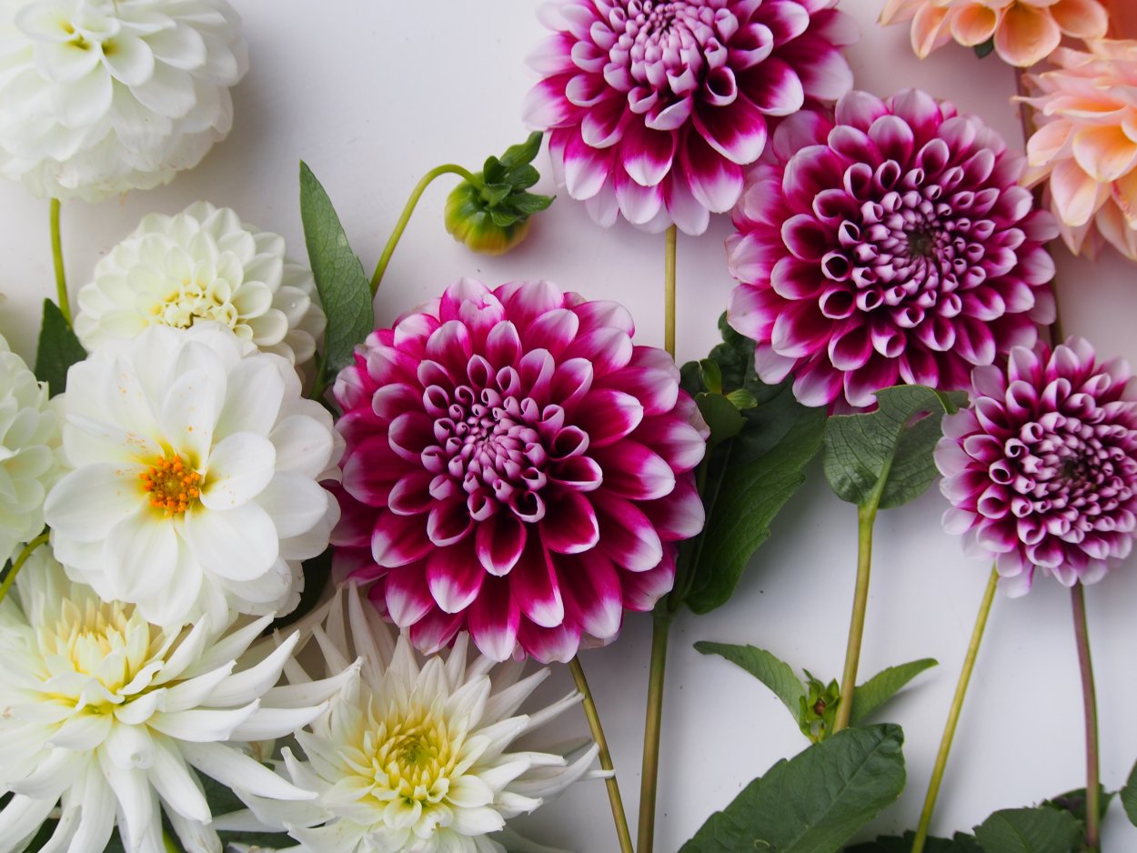 Георгин Хальмарк