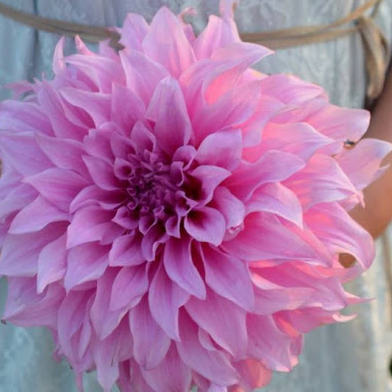 Георгины мультяшные