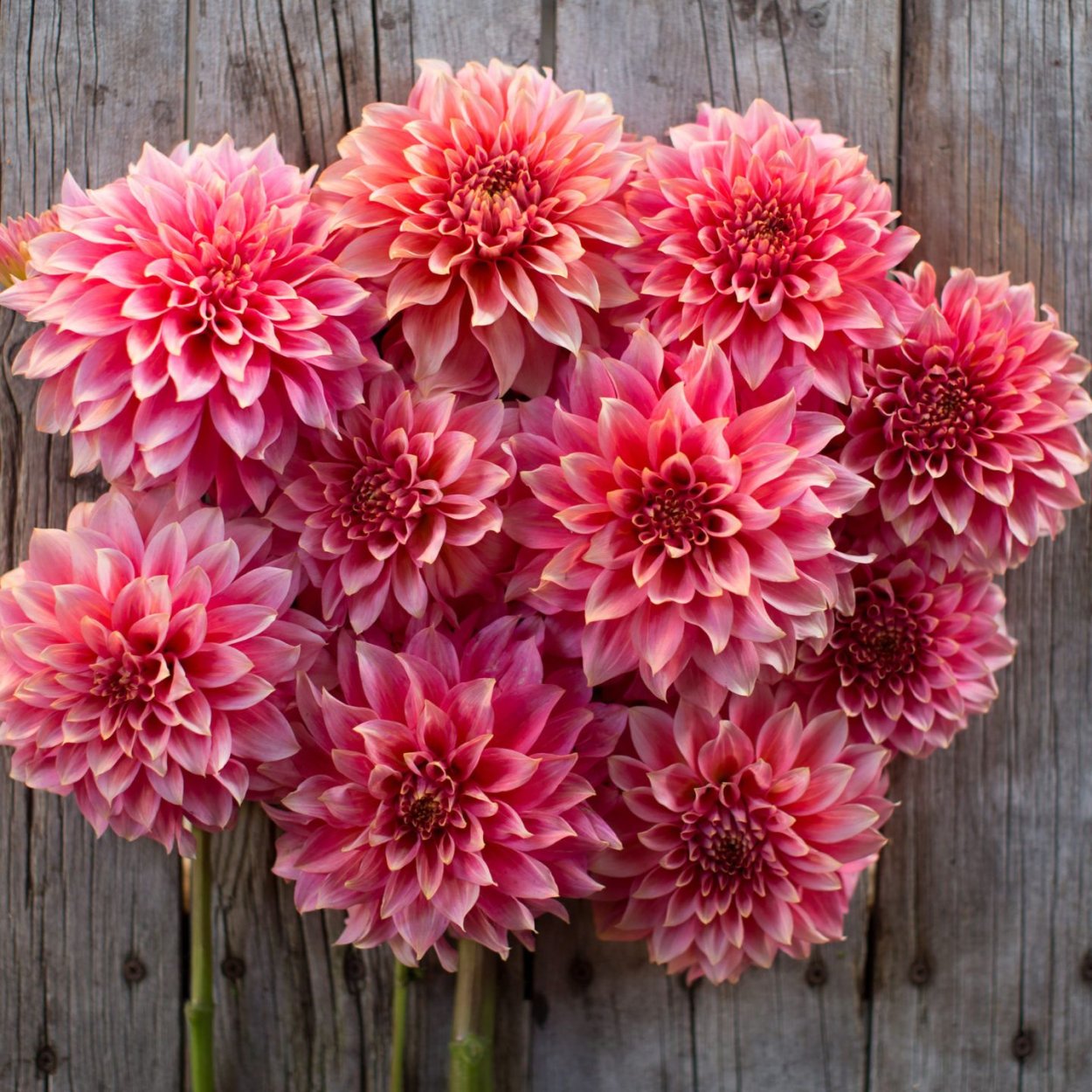 Георгин Темпест